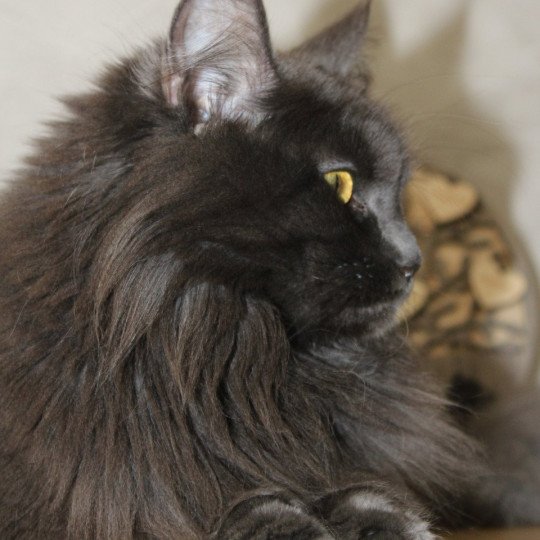 chat Maine coon blue Shelby chatterie du LOUP D'ORCOON blue 