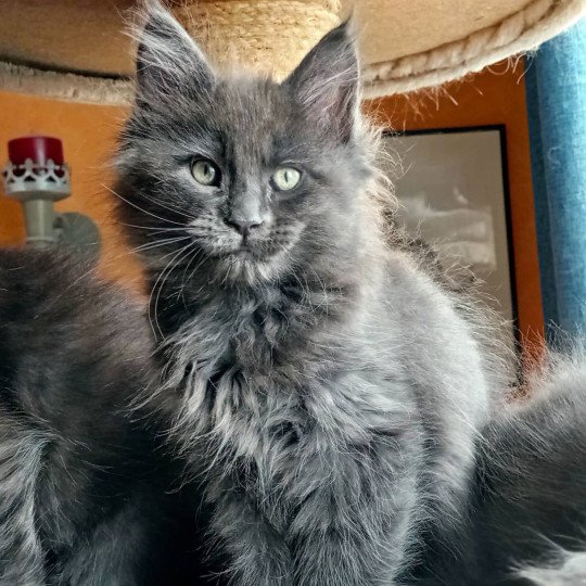 chat Maine coon blue Shelby chatterie du LOUP D'ORCOON blue 