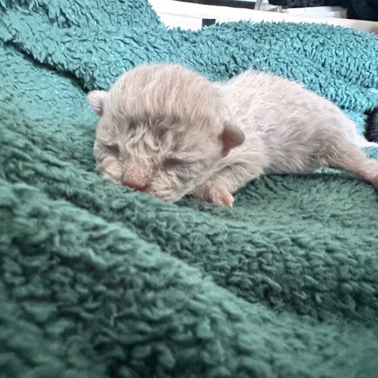 Bouledefrisouille Femelle 🩷 DISPONIBLE Femelle Selkirk Rex Longhair