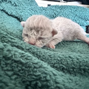 Bouledefrisouille Femelle 🩷 DISPONIBLE Femelle Selkirk Rex Longhair