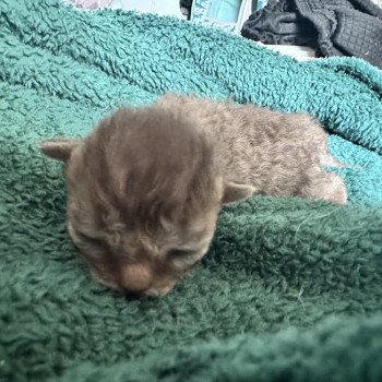 Bouledefrisouille Femelle 🤎 DISPONIBLE Femelle Selkirk Rex Longhair
