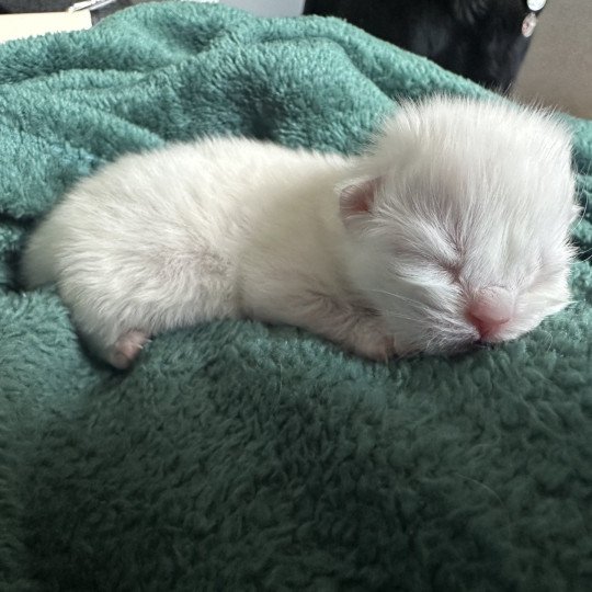 chaton Selkirk Rex Longhair white Chatterie Bouledefrisouille *Elevage de Selkirk Rex* (chat mouton / frisé) white 