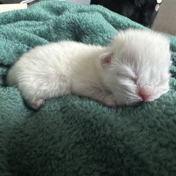 Bouledefrisouille Femelle 🤍 DISPONIBLE Femelle Selkirk Rex Longhair