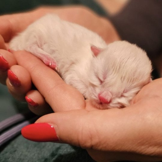 chaton Selkirk Rex Longhair white Femelle 🤍 DISPONIBLE Chatterie Bouledefrisouille *Elevage de Selkirk Rex* (chat mouton / frisé) white 