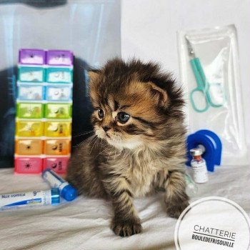 Bouledefrisouille Anémone 🖤 Femelle Selkirk Rex Longhair