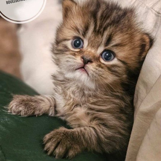 chaton Selkirk Rex Longhair brown tortie tabby Anémone Chatterie Bouledefrisouille *Elevage de Selkirk Rex* (chat mouton / frisé) brown tortie tabby