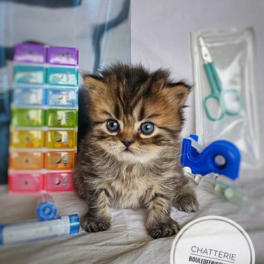 chaton Selkirk Rex Longhair brown tortie tabby Anémone Chatterie Bouledefrisouille *Elevage de Selkirk Rex* (chat mouton / frisé) brown tortie tabby