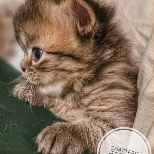 chaton Selkirk Rex Longhair brown tortie tabby Anémone Chatterie Bouledefrisouille *Elevage de Selkirk Rex* (chat mouton / frisé) brown tortie tabby