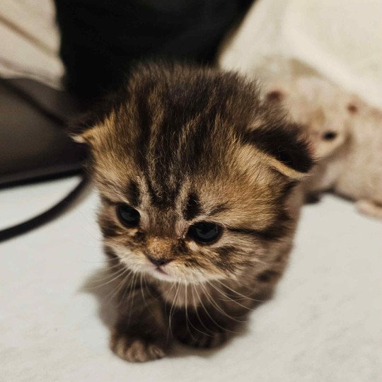 chaton Selkirk Rex Longhair brown tortie tabby Anémone Chatterie Bouledefrisouille *Elevage de Selkirk Rex* (chat mouton / frisé) brown tortie tabby