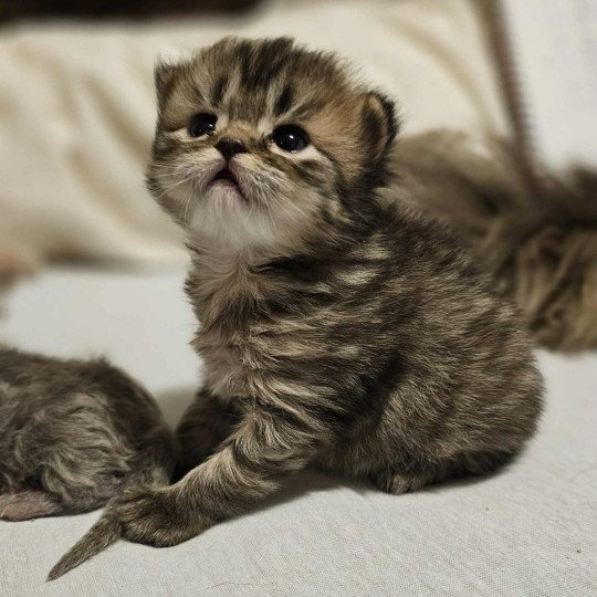 chaton Selkirk Rex Longhair brown tortie tabby Anémone Chatterie Bouledefrisouille *Elevage de Selkirk Rex* (chat mouton / frisé) brown tortie tabby