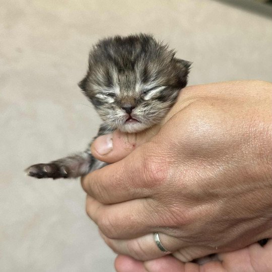 chaton Selkirk Rex Longhair brown tortie tabby Anémone Chatterie Bouledefrisouille *Elevage de Selkirk Rex* (chat mouton / frisé) brown tortie tabby