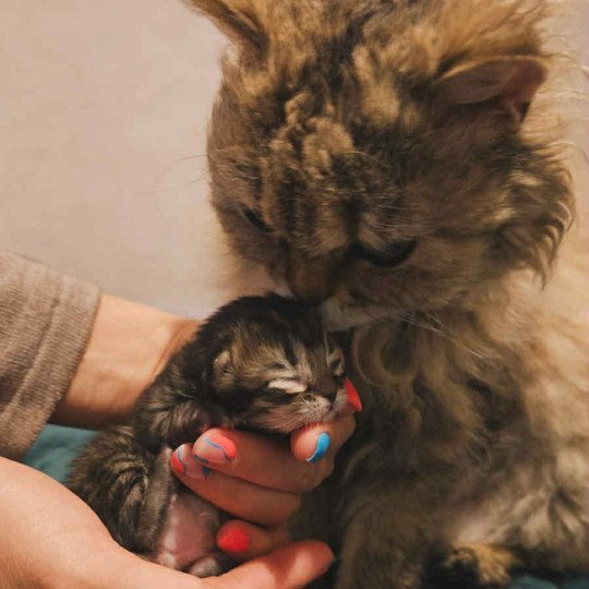 chaton Selkirk Rex Longhair brown tortie tabby Anémone Chatterie Bouledefrisouille *Elevage de Selkirk Rex* (chat mouton / frisé) brown tortie tabby