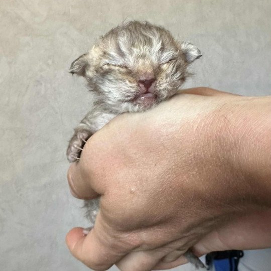 chaton Selkirk Rex Longhair chocolate tabby Acacia Chatterie Bouledefrisouille *Elevage de Selkirk Rex* (chat mouton / frisé) chocolate tabby