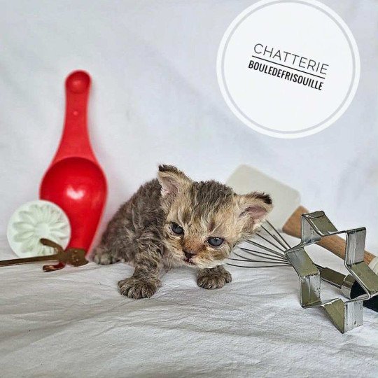 chaton Selkirk Rex Longhair chocolate tabby Acacia Chatterie Bouledefrisouille *Elevage de Selkirk Rex* (chat mouton / frisé) chocolate tabby