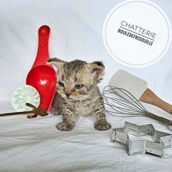 Bouledefrisouille Acacia 🤎 Femelle Selkirk Rex Longhair