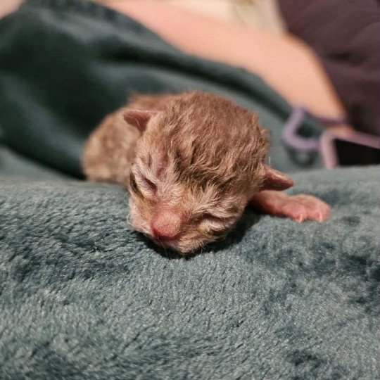 chaton Selkirk Rex Longhair chocolate tabby Acacia Chatterie Bouledefrisouille *Elevage de Selkirk Rex* (chat mouton / frisé) chocolate tabby