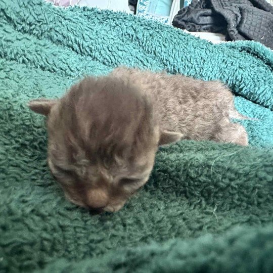 chaton Selkirk Rex Longhair chocolate tabby Acacia Chatterie Bouledefrisouille *Elevage de Selkirk Rex* (chat mouton / frisé) chocolate tabby