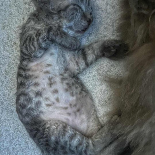 chaton Selkirk Rex Longhair chocolate tabby Acacia 🤎 Chatterie Bouledefrisouille *Elevage de Selkirk Rex* (chat mouton / frisé) chocolate tabby