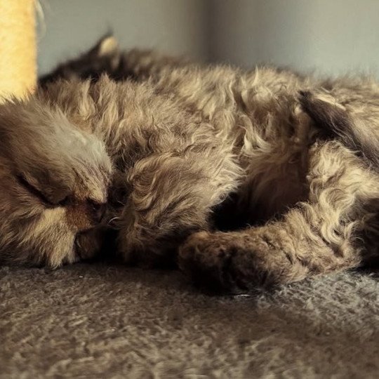 chaton Selkirk Rex Longhair chocolate tabby Acacia 🤎 Chatterie Bouledefrisouille *Elevage de Selkirk Rex* (chat mouton / frisé) chocolate tabby