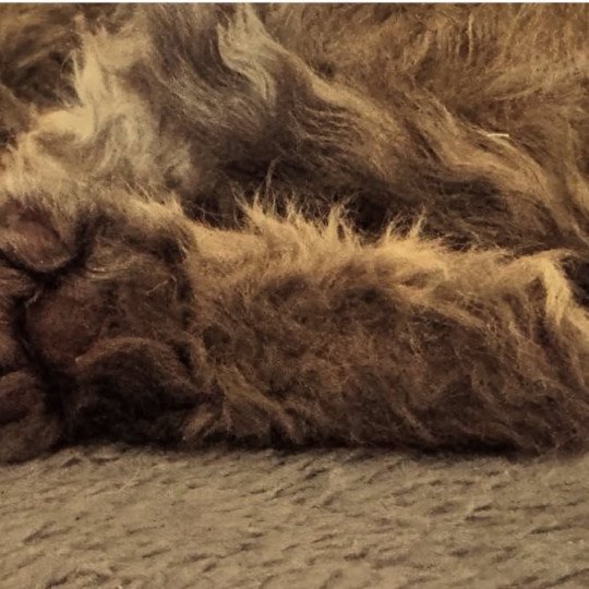 chaton Selkirk Rex Longhair chocolate tabby Acacia 🤎 Chatterie Bouledefrisouille *Elevage de Selkirk Rex* (chat mouton / frisé) chocolate tabby