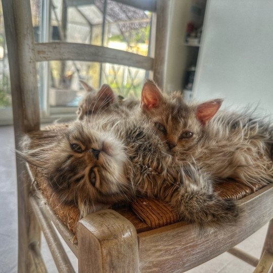 chaton Selkirk Rex Longhair chocolate tabby Acacia 🤎 Chatterie Bouledefrisouille *Elevage de Selkirk Rex* (chat mouton / frisé) chocolate tabby