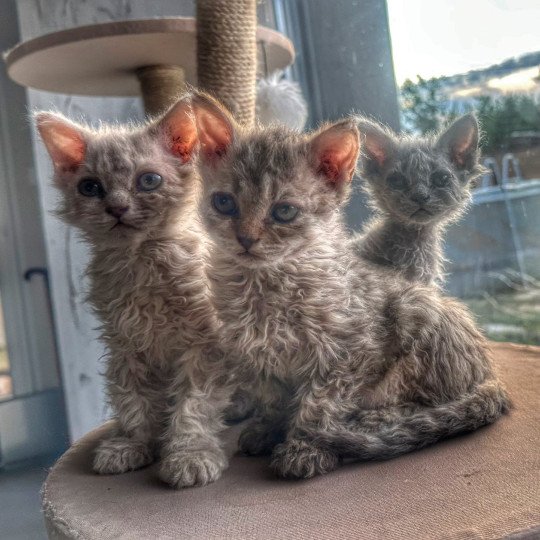 chaton Selkirk Rex Longhair chocolate tabby Acacia 🤎 Chatterie Bouledefrisouille *Elevage de Selkirk Rex* (chat mouton / frisé) chocolate tabby