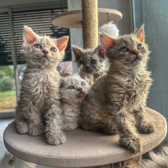 chaton Selkirk Rex Longhair chocolate tabby Acacia 🤎 Chatterie Bouledefrisouille *Elevage de Selkirk Rex* (chat mouton / frisé) chocolate tabby