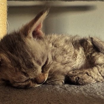 Bouledefrisouille Acacia 🤎 Femelle Selkirk Rex Longhair