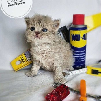 Bouledefrisouille Asaret 💜 Mâle Selkirk Rex Longhair