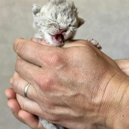 chaton Selkirk Rex Longhair lilac tabby Asaret Chatterie Bouledefrisouille *Elevage de Selkirk Rex* (chat mouton / frisé) lilac tabby