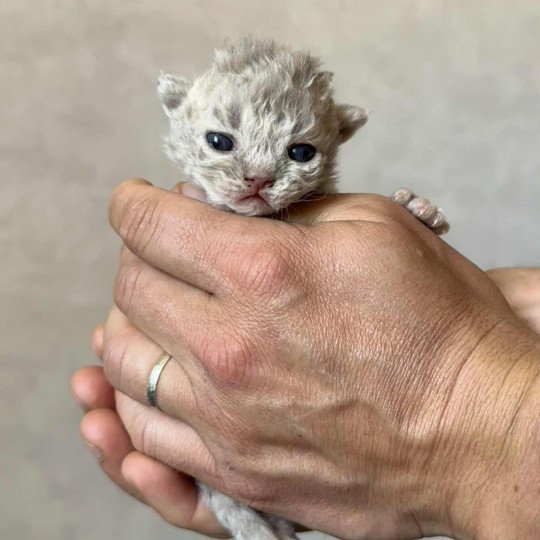 chaton Selkirk Rex Longhair lilac tabby Asaret Chatterie Bouledefrisouille *Elevage de Selkirk Rex* (chat mouton / frisé) lilac tabby