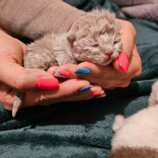 chaton Selkirk Rex Longhair lilac tabby Asaret Chatterie Bouledefrisouille *Elevage de Selkirk Rex* (chat mouton / frisé) lilac tabby