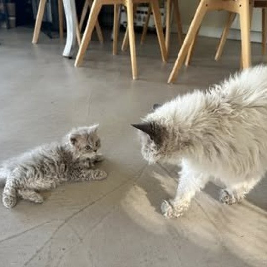 chaton Selkirk Rex Longhair lilac tabby Asaret 💜 Chatterie Bouledefrisouille *Elevage de Selkirk Rex* (chat mouton / frisé) lilac tabby