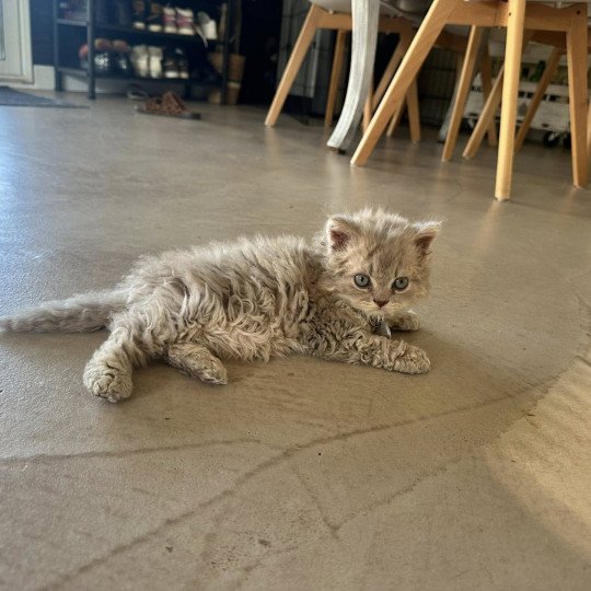 chaton Selkirk Rex Longhair lilac tabby Asaret 💜 Chatterie Bouledefrisouille *Elevage de Selkirk Rex* (chat mouton / frisé) lilac tabby