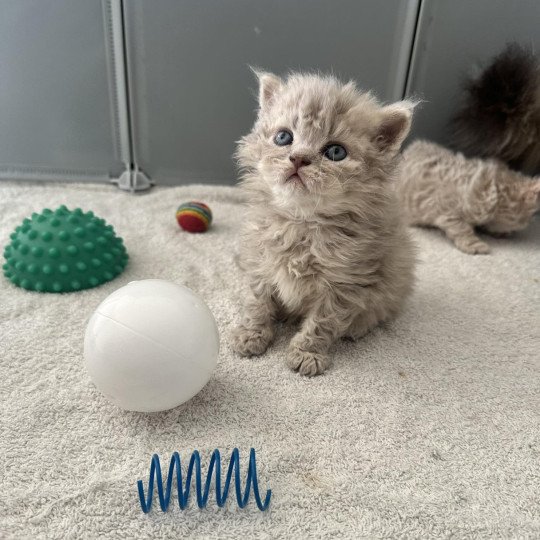 chaton Selkirk Rex Longhair lilac tabby Asaret 💜 Chatterie Bouledefrisouille *Elevage de Selkirk Rex* (chat mouton / frisé) lilac tabby