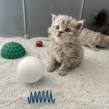 Bouledefrisouille Asaret 💜 Mâle Selkirk Rex Longhair