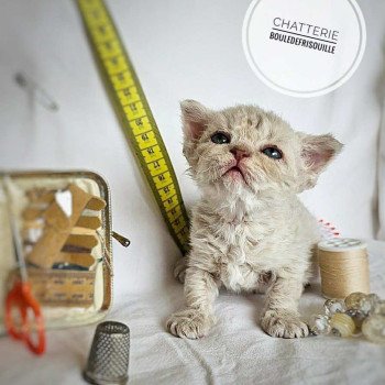 Bouledefrisouille Aubépine 🩷 Femelle Selkirk Rex Longhair