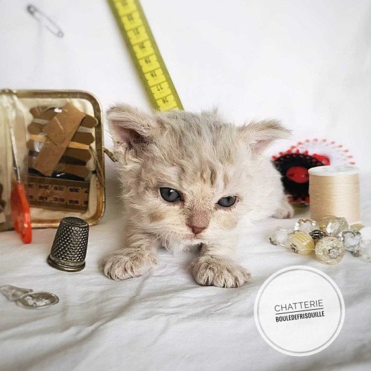 chaton Selkirk Rex Longhair lilac tabby Aubépine Chatterie Bouledefrisouille *Elevage de Selkirk Rex* (chat mouton / frisé) lilac tabby