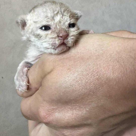 chaton Selkirk Rex Longhair lilac tabby Aubépine Chatterie Bouledefrisouille *Elevage de Selkirk Rex* (chat mouton / frisé) lilac tabby