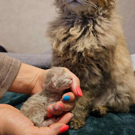 chaton Selkirk Rex Longhair lilac tabby Aubépine Chatterie Bouledefrisouille *Elevage de Selkirk Rex* (chat mouton / frisé) lilac tabby