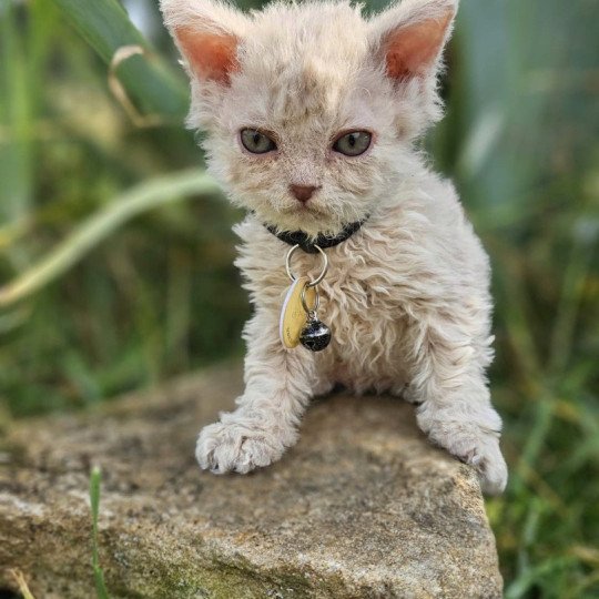 chaton Selkirk Rex Longhair lilac tabby Aubépine 🩷 Chatterie Bouledefrisouille *Elevage de Selkirk Rex* (chat mouton / frisé) lilac tabby