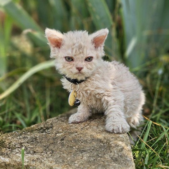 chaton Selkirk Rex Longhair lilac tabby Aubépine 🩷 Chatterie Bouledefrisouille *Elevage de Selkirk Rex* (chat mouton / frisé) lilac tabby