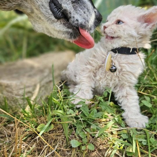 chaton Selkirk Rex Longhair lilac tabby Aubépine 🩷 Chatterie Bouledefrisouille *Elevage de Selkirk Rex* (chat mouton / frisé) lilac tabby