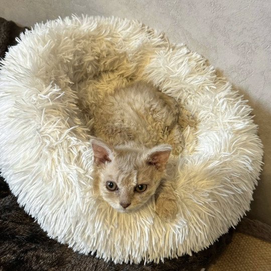 chaton Selkirk Rex Longhair lilac tabby Aubépine 🩷 Chatterie Bouledefrisouille *Elevage de Selkirk Rex* (chat mouton / frisé) lilac tabby