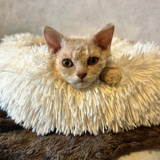 chaton Selkirk Rex Longhair lilac tabby Aubépine 🩷 Chatterie Bouledefrisouille *Elevage de Selkirk Rex* (chat mouton / frisé) lilac tabby