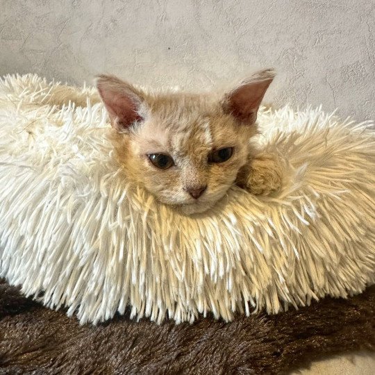 chaton Selkirk Rex Longhair lilac tabby Aubépine 🩷 Chatterie Bouledefrisouille *Elevage de Selkirk Rex* (chat mouton / frisé) lilac tabby