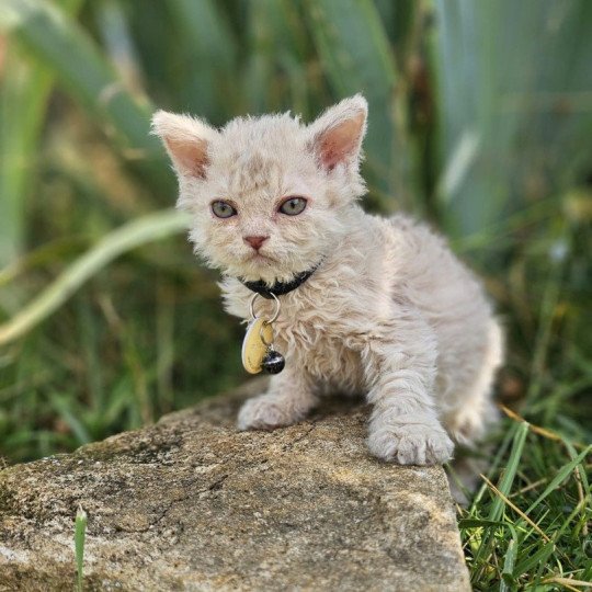 chaton Selkirk Rex Longhair lilac tabby Aubépine 🩷 Chatterie Bouledefrisouille *Elevage de Selkirk Rex* (chat mouton / frisé) lilac tabby
