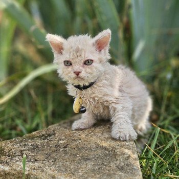 Bouledefrisouille Aubépine 🩷 Femelle Selkirk Rex Longhair