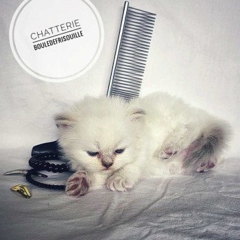 Bouledefrisouille Azalée 🤍 Femelle Selkirk Rex Longhair