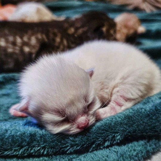 chaton Selkirk Rex Longhair point Azalée Chatterie Bouledefrisouille *Elevage de Selkirk Rex* (chat mouton / frisé)  point